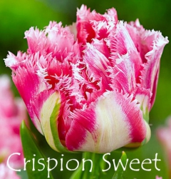 Crispion Sweet