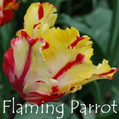 Flaming Parrot