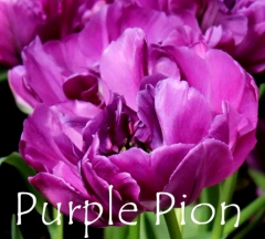 Purple Pion