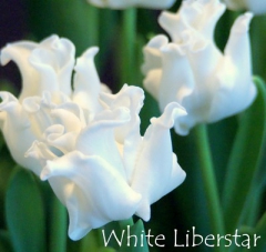 White-Liberstar