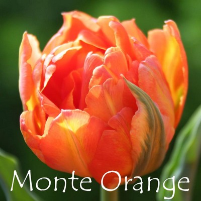 Monte Orange