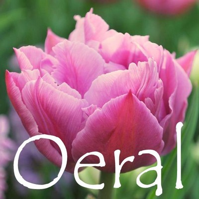 Oeral