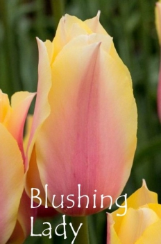 Blushing Lady