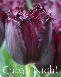 Cuban-Night