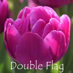Double-Flag
