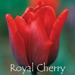 Royal-Cherry